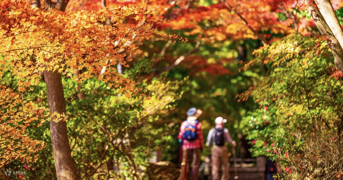 [Autumn Only] Kyushu Saga Fall Foliage Viewing Day Tour｜Dazaifu+Kunen ...